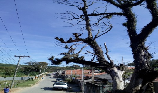 imagem destaque da noticia CERIM ajuda na retirada de árvore que apresentava risco