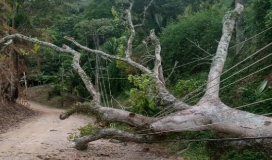 imagem destaque da noticia Queda de árvore causa falta de energia na região do Moreiras