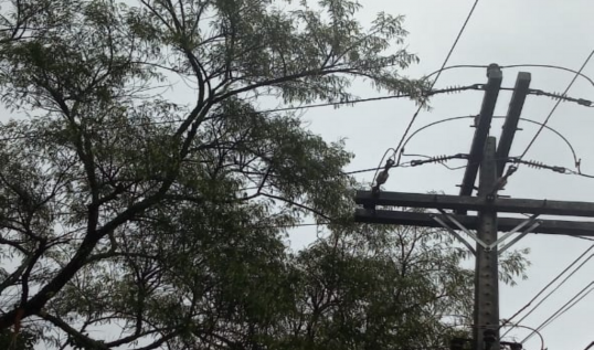 imagem destaque da noticia Queda de árvore durante temporal causa interrupção de energia