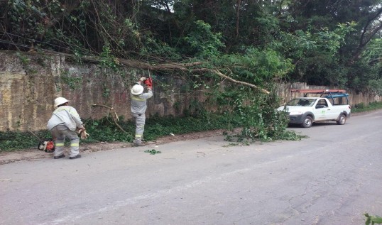 imagem destaque da noticia Cerim retira árvore em situação de risco